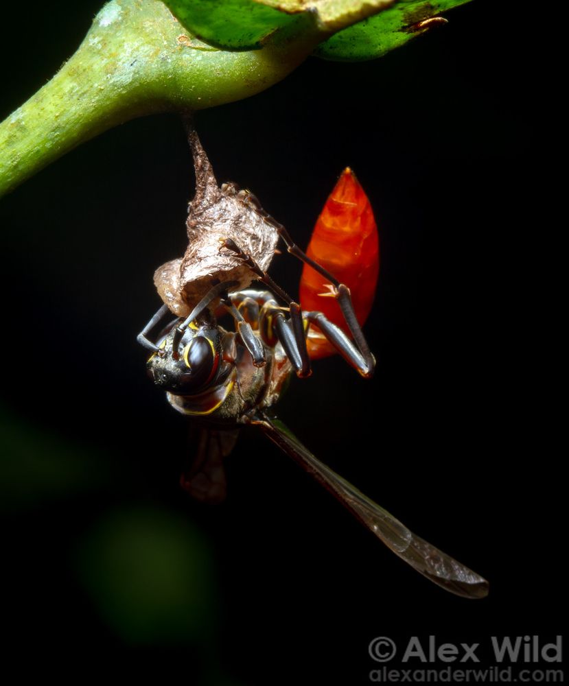 Photographs of a small paper wasp cup nest hanging from a green plant stem, with a large brown wasp with yellow trim and a bright red pointed abdomen clinging upside down to the cup.