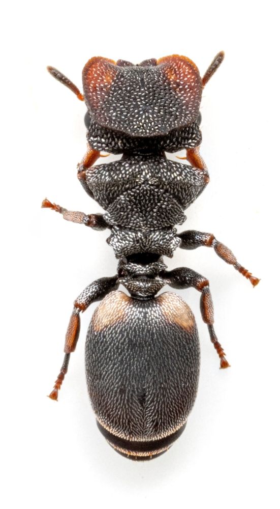 Top-down macro image in portrait orientation of an inpressively angular tank of an ant with broad, sharp shoulders and ahead that looks like a fancy helmet with retractable antennae. The ant is mostly black, but is covered in glittering fine silver hairs over its entire body.