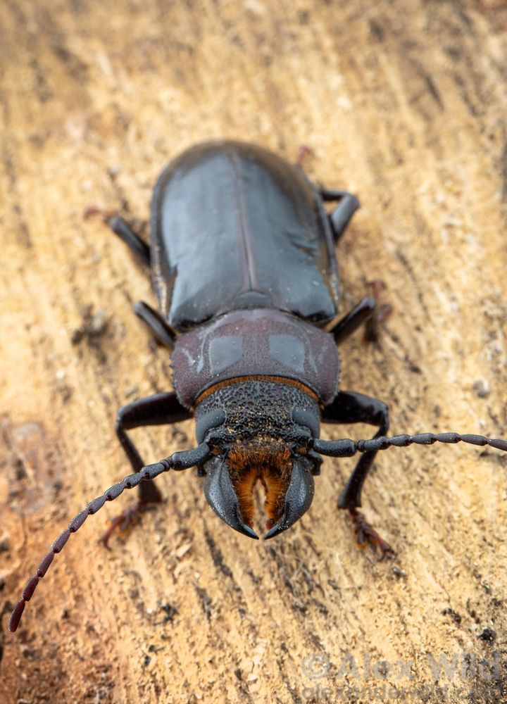 Portrait oriented photo of a large, dark brown longhorn beetle standing on light colored wood. The insect has robust, plierlike jaws.