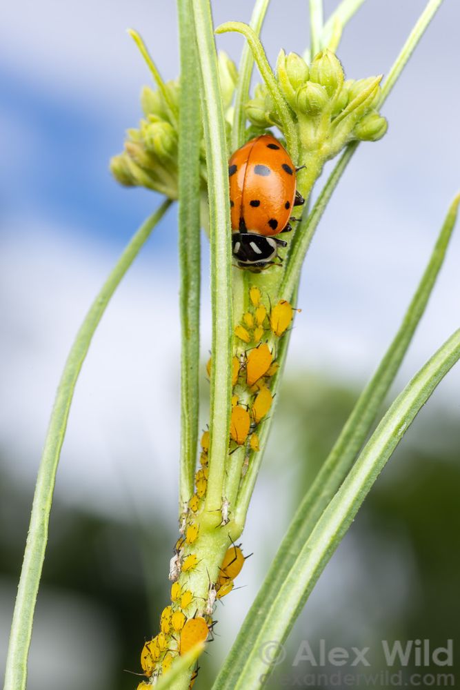 Portrait orientation macro photograph showing a slender-leaved plant with flower buds at the top, its stem lined with plump yellow aphids, and a large beetle, orange with black spots, just above the aphids. The sky behind them is unfocused and partly cloudy.
