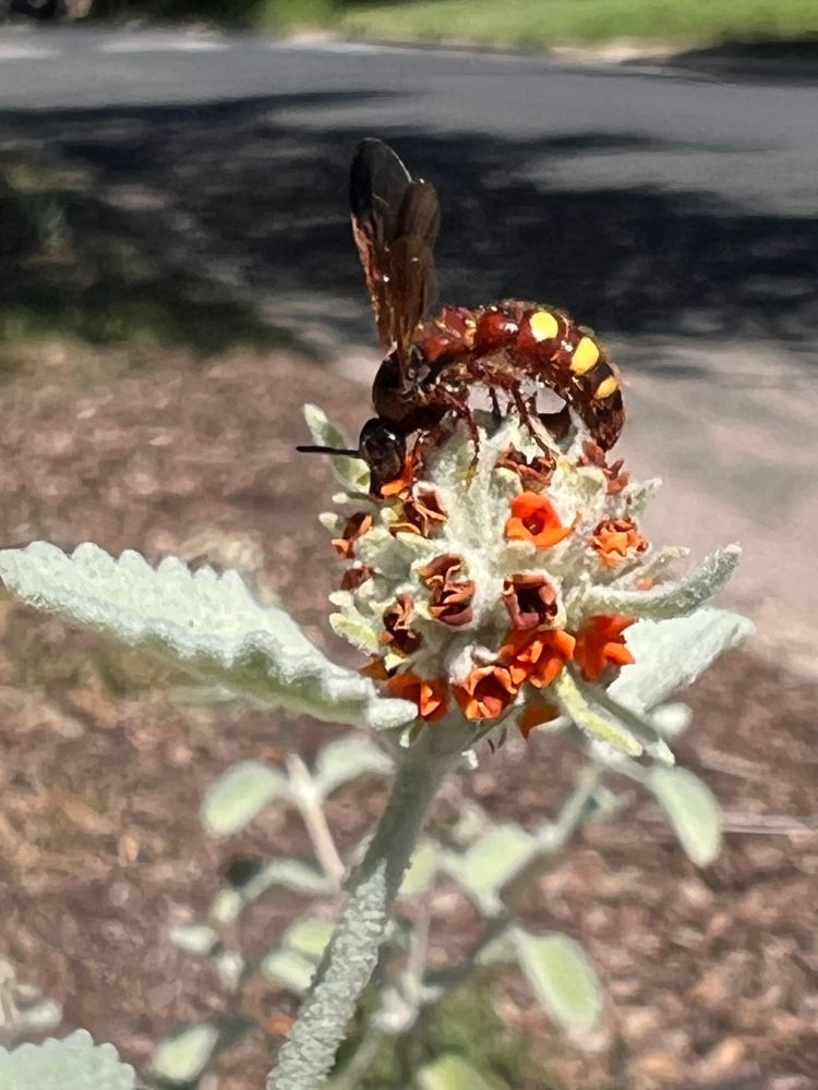A large, robust scoliid wasp with bright yellow spots on its abdomen, drinking nectar from the bizarre round flower head of a wooly butterfly bush.
