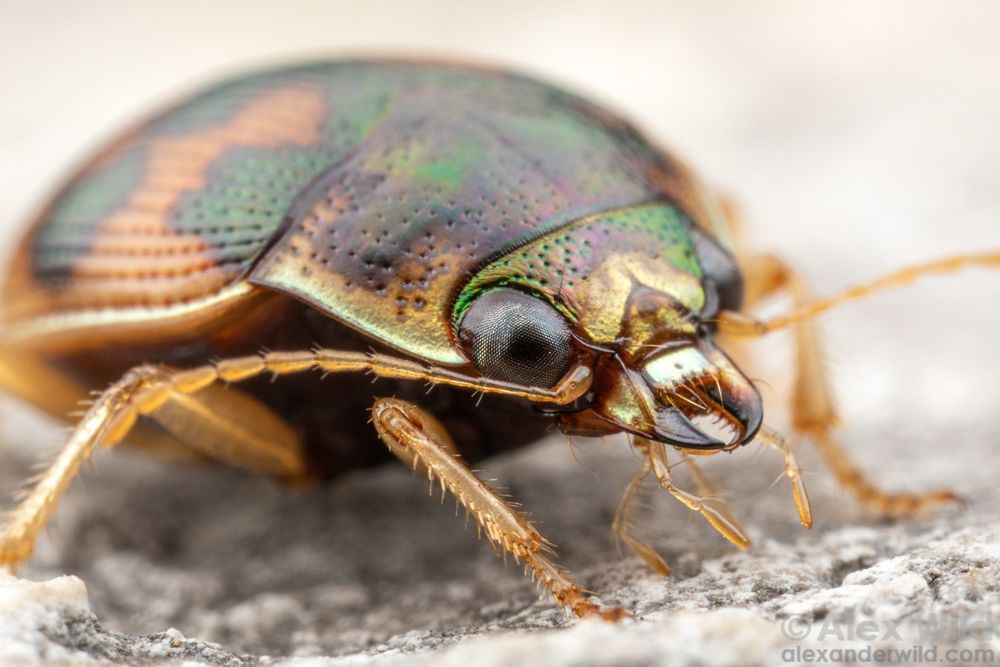 Close up photograph of a small, rounded, orange and metallic green beetle in front/side view. The insect has large eyes and small sharp mandibles