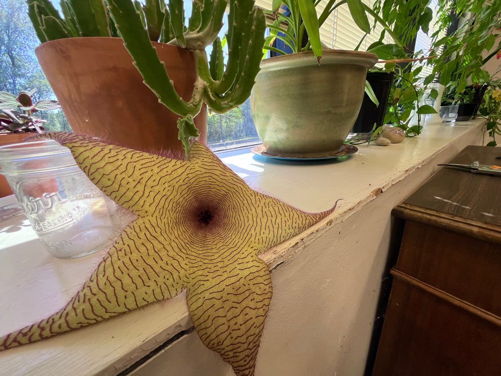 Wide angle photo of a fleshy, floppy, hairy yellow and red star-shaped flower sitting on a wide sunny windowsill among other potted plants.