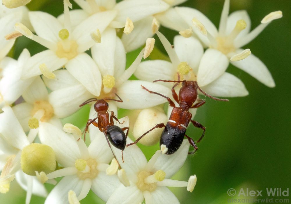 Macro photograph, in top view, of two insects standing on a cluster of small, 4-petalled white flowers. Both insects have a red head and thorax and black at their back ends. The beetle on the right is slightly broader, and has a narrow white line separating the red and black parts of its body, as to suggest a narrow ant waist.