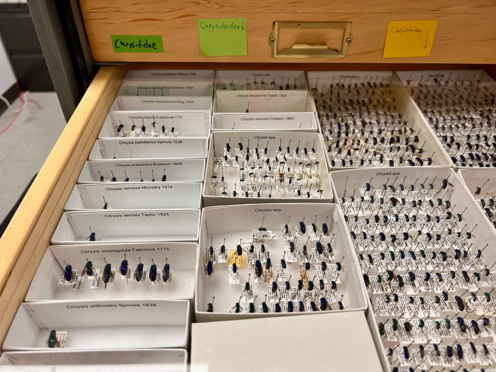 Wide angle photograph of a glass-topped museum drawer filled with little white trays full of small insects. The trays are labeled &quot;Chrysis spp.&quot; and other various species names in the genus Chrysis.
