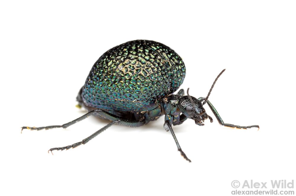 Photograph of a metallic blue/green beetle with a very spider-like body, a huge fake "abdomen" that is swollen and dented with even pits over its bulbous surface. It is otherwise ant-like, standing on a pure white stylized background.