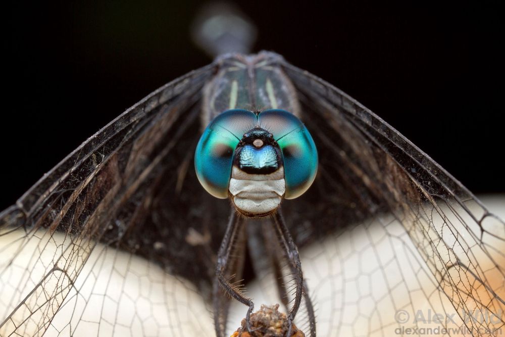 Macro image in face view of a perching dragonfly with its transparent wings angled downwards like a tent, and giant aquamarine eyes with dark spots pointed directly at the viewer.