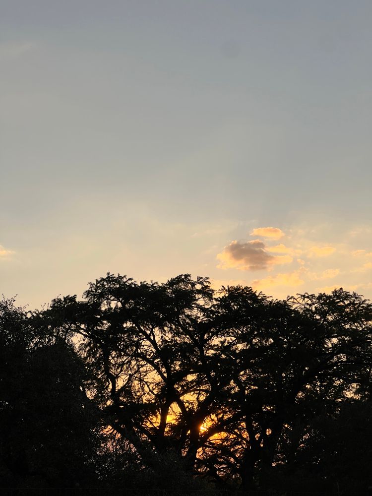 Sunset through the spreading silhouette of a baldcypress crown.
