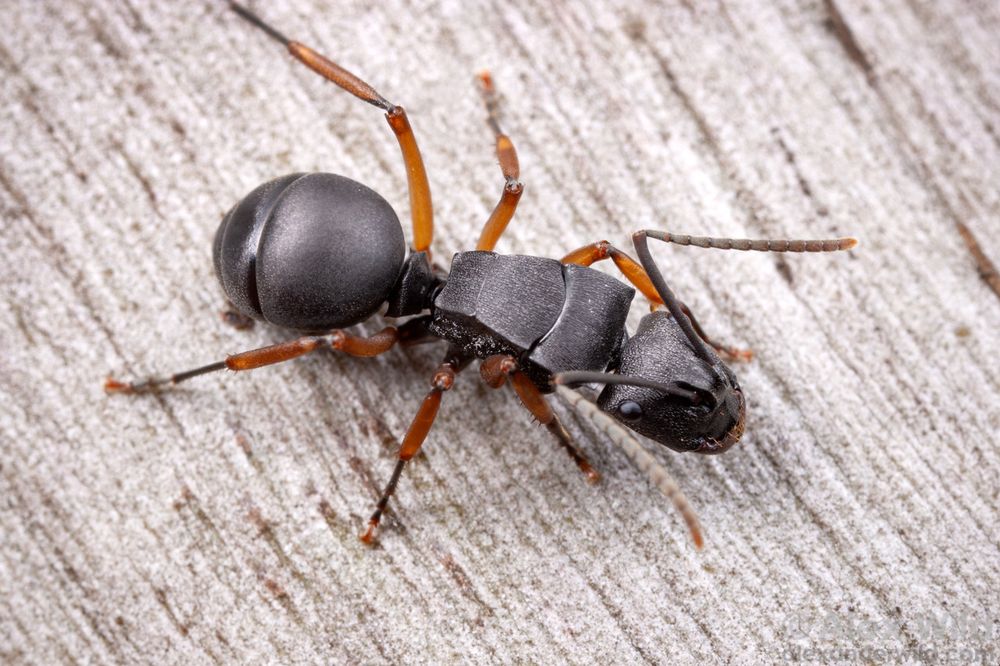 Macro photo of a very boxy, angular silvery gray ant with orange legs sitting on eucalyptus bark.
