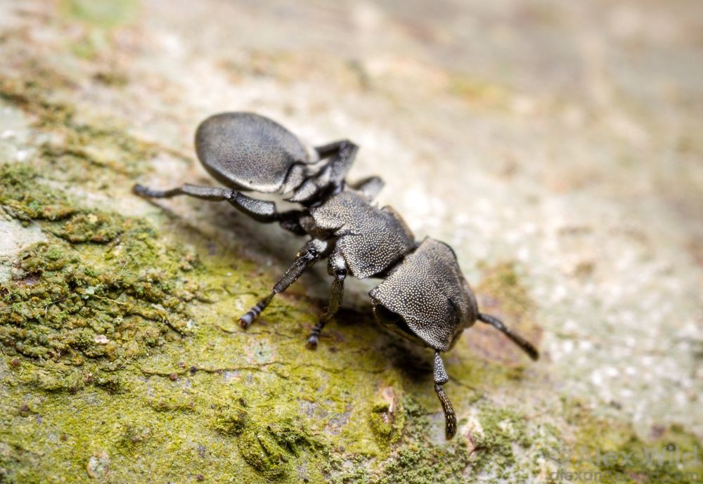 Macro photo of a weirdly flattened, squarish metallic silver ant, as if someone wanted to make a robot ant out of a baking tray. The ant is walking on lichen-crusted trree bark.