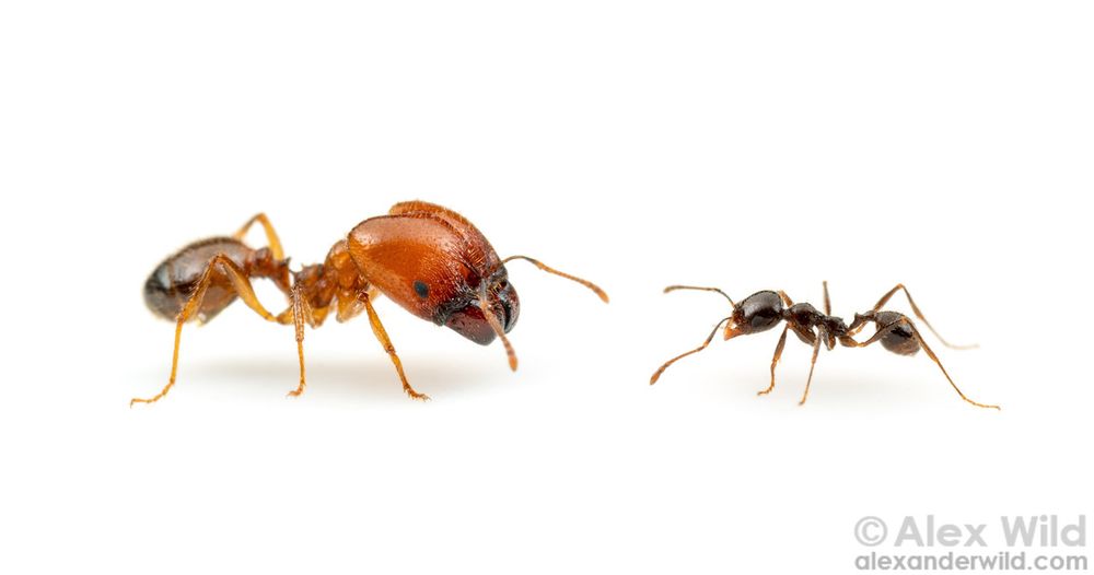 Photo of two ants facing each other on a clean white background. The ant at left is orange and massive, with a head that's nearly as big as the rest of its body, and small black eyes set low on its face near its mandibles. The ant at right is smaller, black, shiny, and slender.