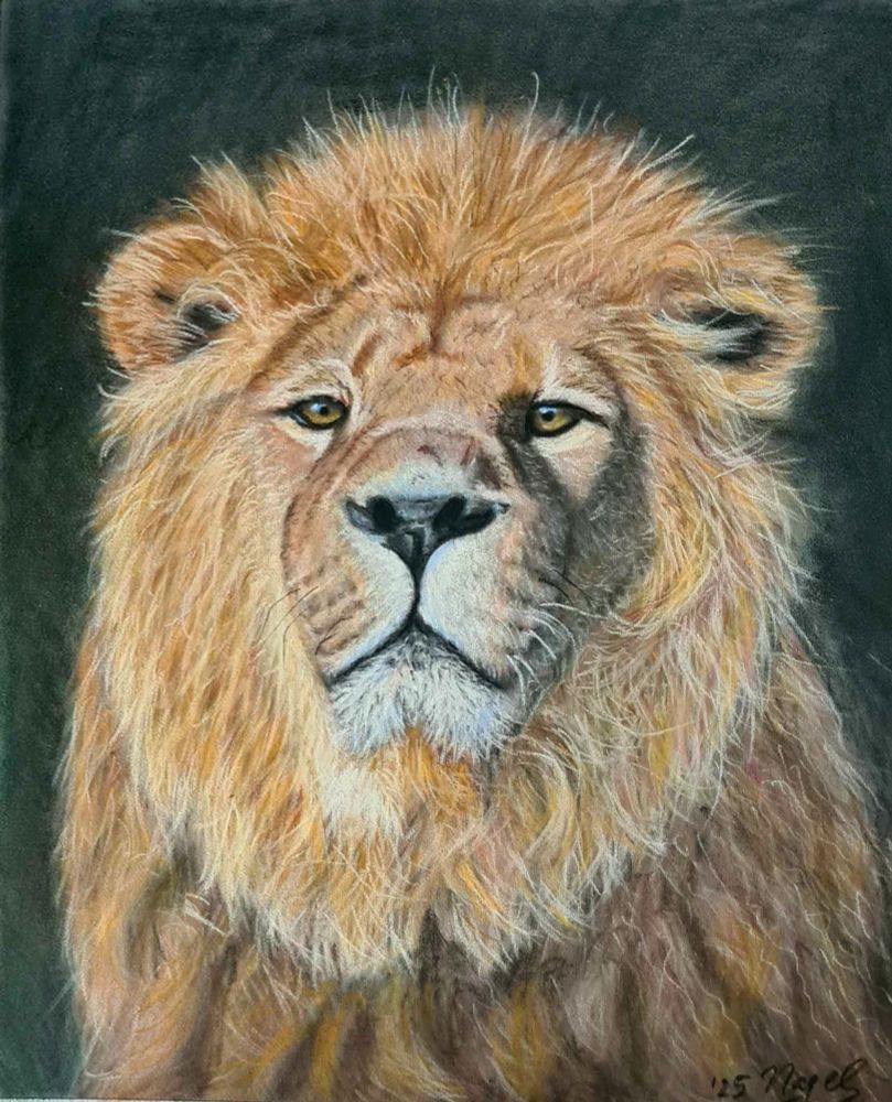Zeichnung mit Pastellstiften. Ein Löwe mit Blick auf den Betrachter