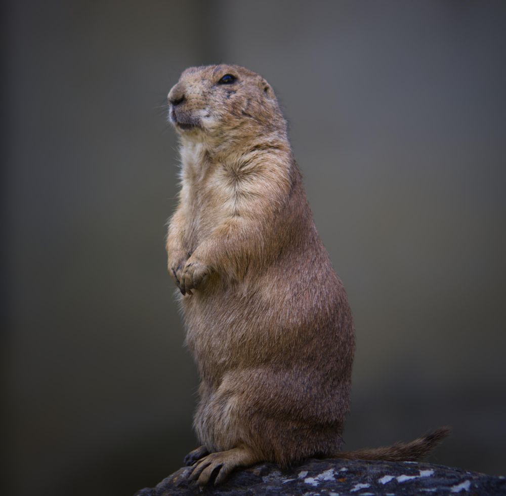 stehender Präriehund nach links bei graubraunem dunkleren Hintergrund
