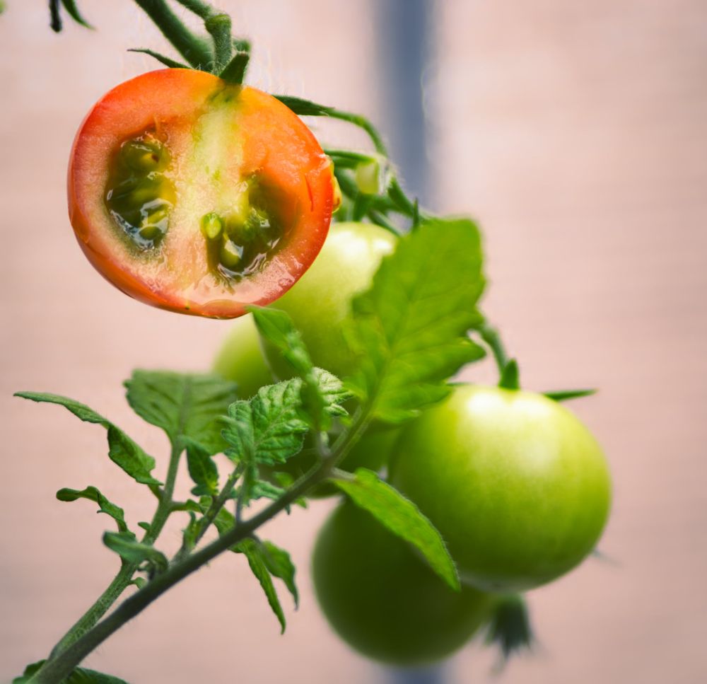 Ausschnitt kleiner Tomaten, bei dem 4 Tomätchen zwischen den Blättern noch grün sind, und eine bereits gerötete Tomate mit noch grünen Anteilen als Querschnitt zu sehen