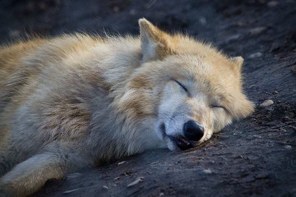 Ein entspannt auf der Seite liegender Polarwolf. Die Augen geschlossen, der Mund dezent geöffnet. Das Öhrchen ist auf Abhöhrmodus, aber der Rest völlig tiefenentspannt