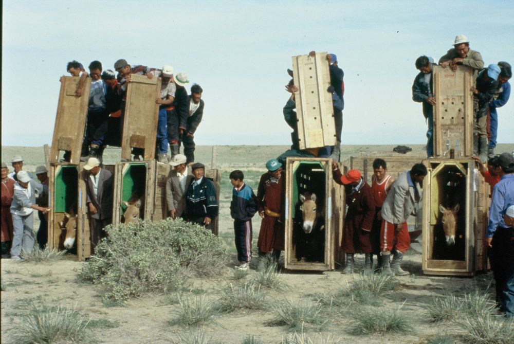 Reintroduction of Przewalski's horses in the Gobi Desert, Mongolia, 1990s. Transported by aircraft, arriving in crates. Photo by ITG, Ruth Baumgartner.
