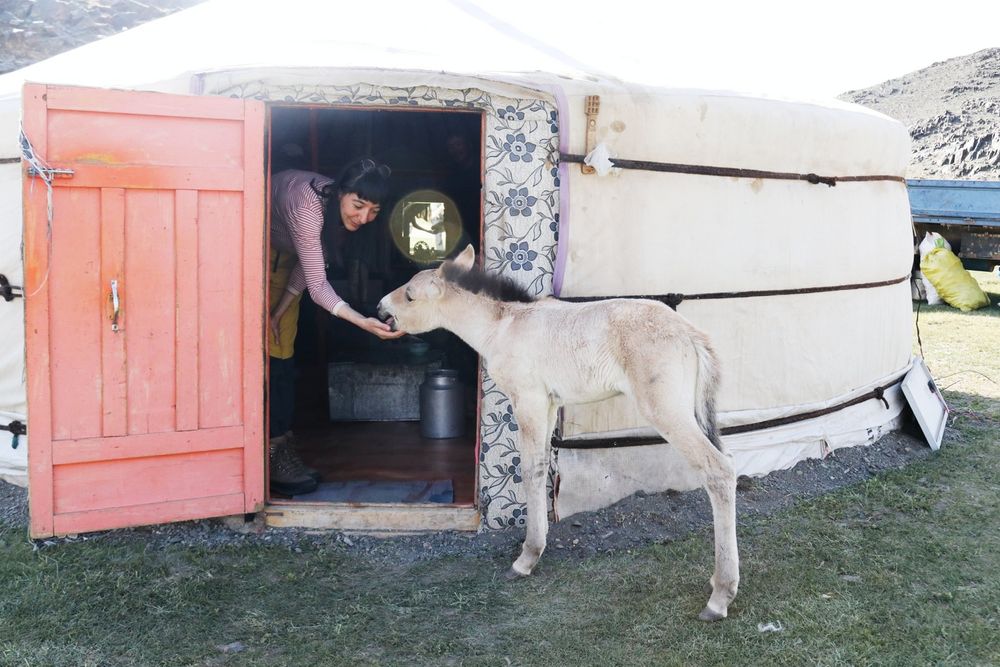 During fieldwork in Mongolia, 2022,with an orphaned takhi (Przewalski's horse) foal named Bataa