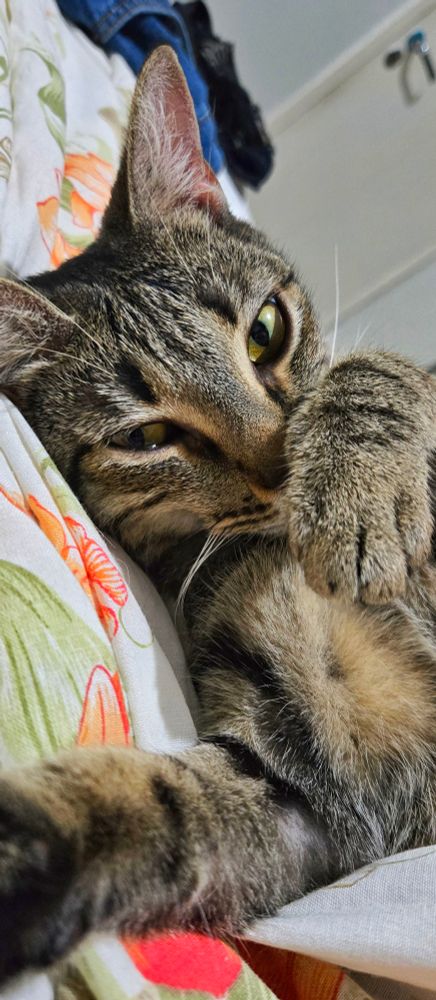 Gatinha rajada, cinza, deitada em uma cama, tirando uma foto como se fosse uma selfie. 