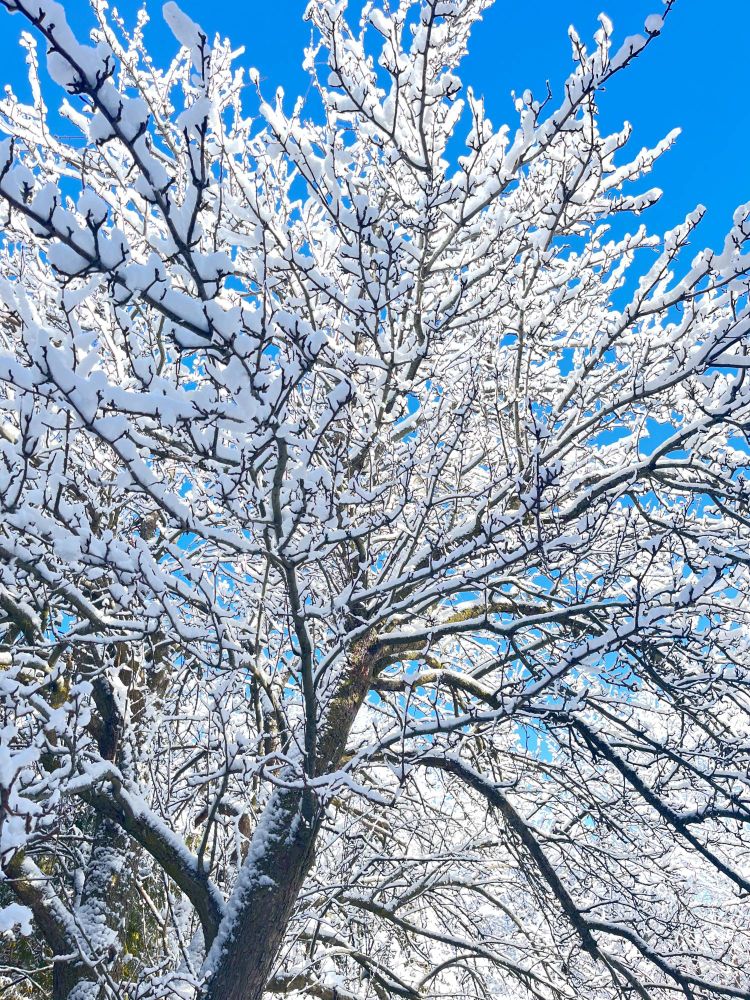 view from the bottom looking up at the branches of a large tree, with no leaves and fresh snow coating the branches, a bright blue sky in the backdrop.