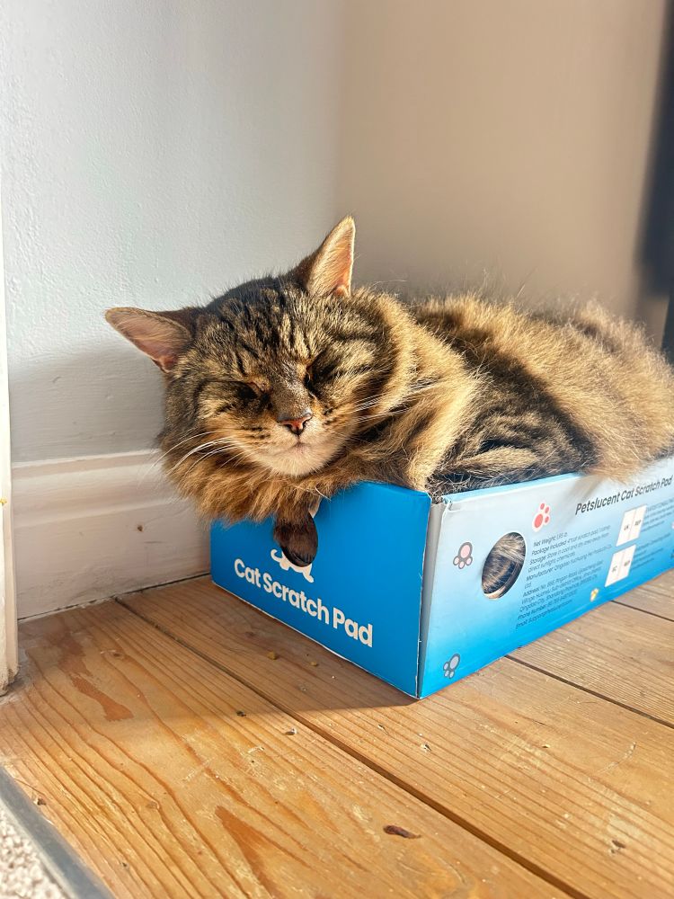 A very fluffy, very large tabby cat has squeezed itself into a very small box made for cat scratch pads. We know this because it says so on the side. Their head and what is essentially a lion’s mane hangs awkwardly out the side of the box. And the cat has squished its eyes closed very hard like it’s proving they’re doing a really good sleep. There are tiny holes in the box where the cat’s fur pokes through and belly fur hangs over the top of the box. 