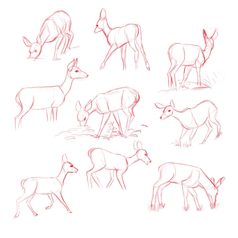 Sketches of deer.