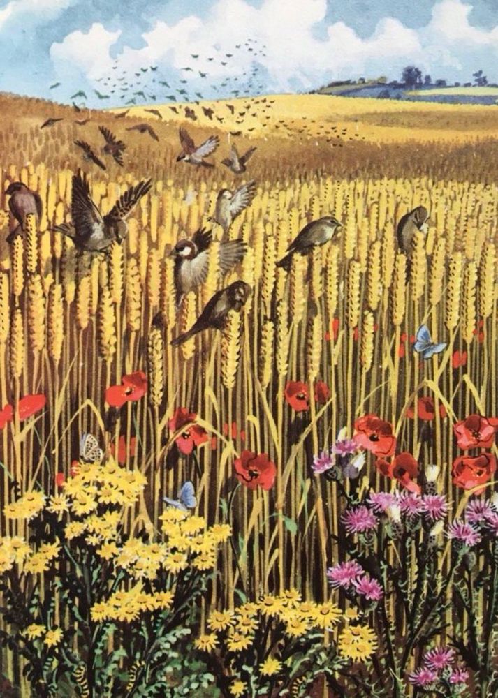 A flock of sparrows are enjoying the wheat which is golden and ready to harvest. The field is fringed with wild flowers including poppy