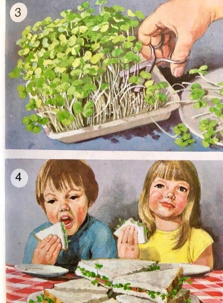 A picture made of two frames. In the upper frame we see a small hand holding blunt-end scissors cutting cress. In the second picture we see two small children absorbed in munching through a plate of cress sandwiches.