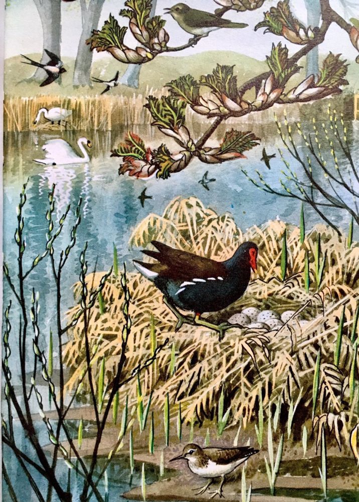 A moorhen has built her nest in the middle of a pond. Below her is a sandpiper, while a swallow flies overhead and a willow warbler sings from the branches.