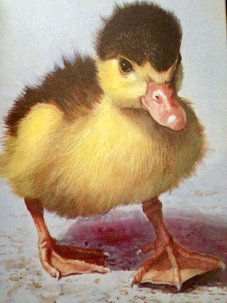 Close-up, photorealistic illustration of a yellow duckling directly facing the viewer