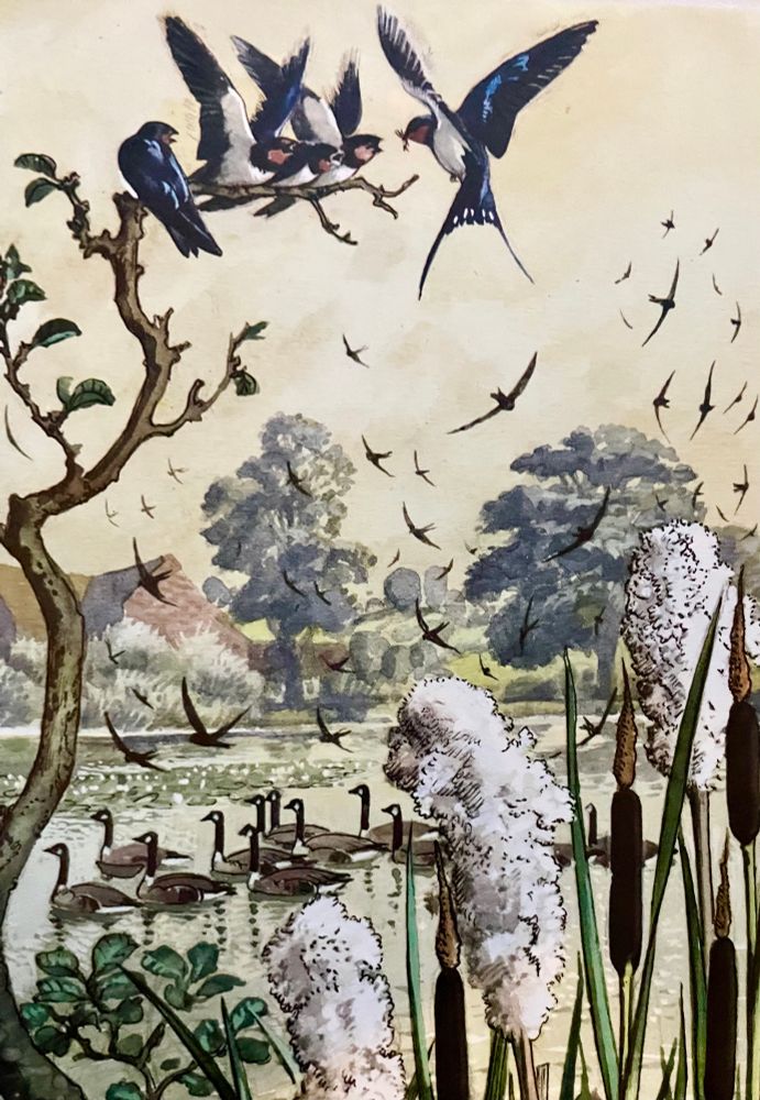 The geese are pictured on a large pond at dawn or sunset.
The other birds are whirling darting and hovering over the water