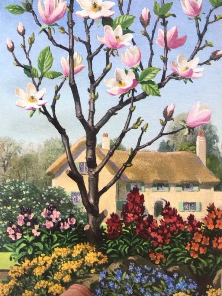 Illustration of a cottage garden with a large thatched cottage in the background. The magnolia tree is small and sparse but abundantly underplanted with colourful flowering plants.