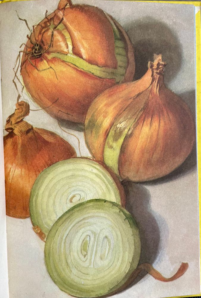 A photo/realistic illustration of a group of onions on a plane background. One with its skin on, two split and one cut in half.