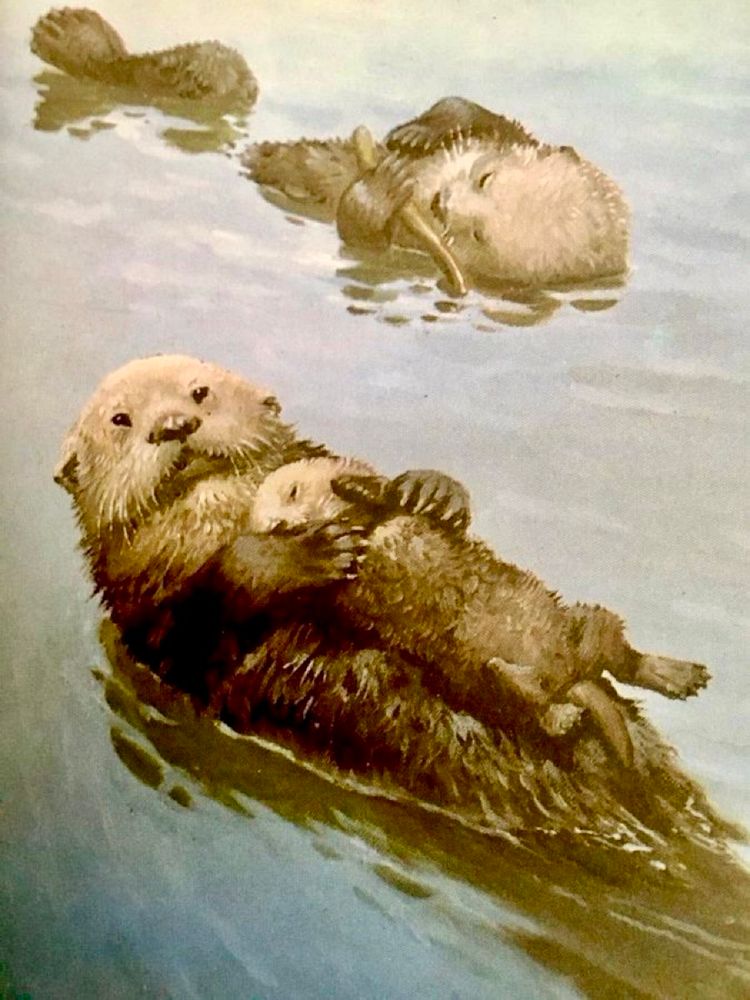 Illustration features two adult sea otters floating on their back. The sea otter in the foreground is holding a baby on its tummy and looking straight at the viewer 