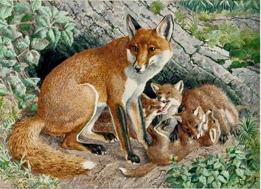 A vixen with her family of small cubs in the shelter of a hollow by a large tree. She stands protectively with ears alert as if she has just heard a sound.
