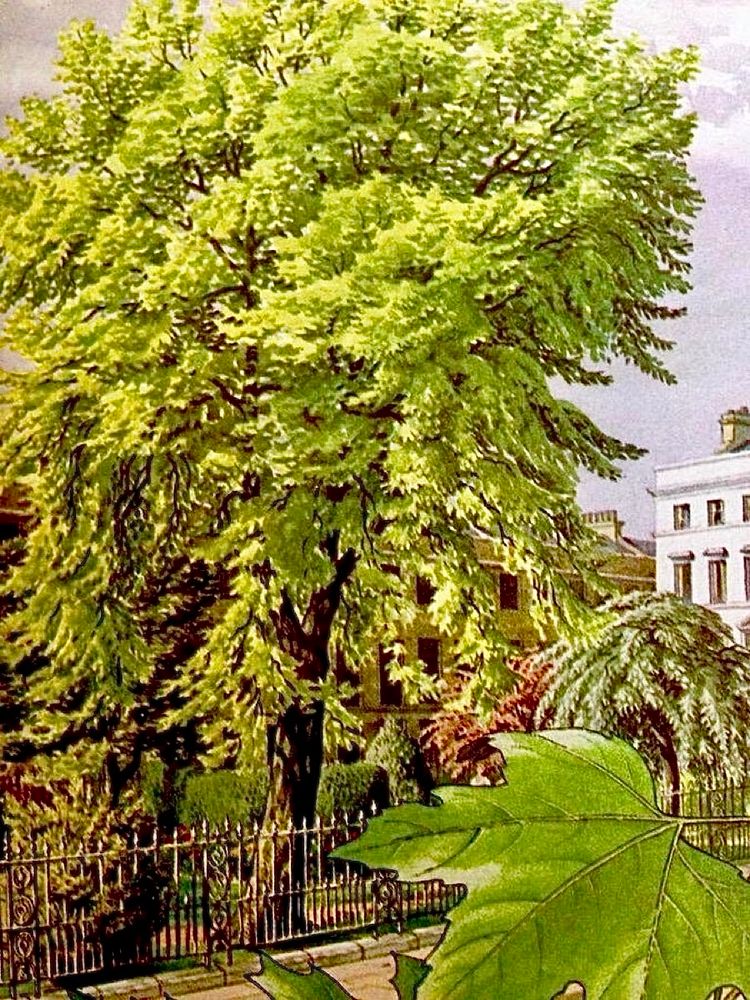 Finally detailed mixed-media illustration of some mature plane trees in front of the stately London building. In the foreground is a close-up of the leaf.