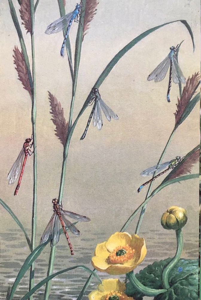 Finally detailed illustration in oils with a dull grey background, highlighting the fine detail and delicacy of the damselflies perched on stems emerging from a pond
