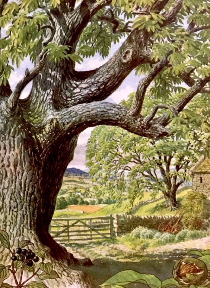 The walnut tree is in the foreground of this illustration, which focuses on the thick trunk and gnarly bark. The dogwood is in the background in a meadow behind a five bar gate leading to distant hills
