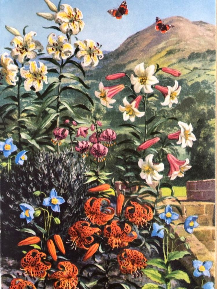 A riotous mix of colourful, cultivated lilies grow against a garden wall. Behind the wall, the landscape forms a contrast- a high hill rises above the tree line 