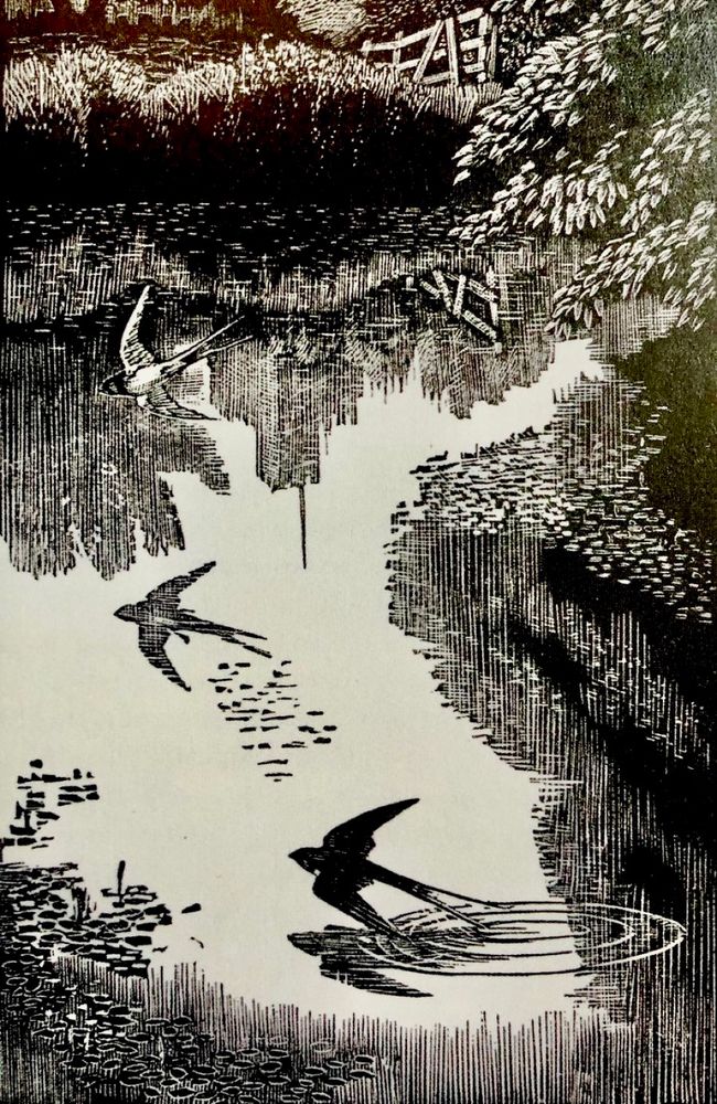 Engraving or scraperboard illustration of three swallows dancing over a pond, reflecting greenery and a church tower in its waters