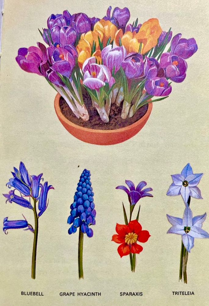 An illustration of a bowl filled with crocuses, together with a small identification guide of other spring flowers, including grape hyacinth and sparaxis