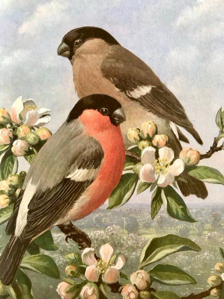 A male and a female bullfinch post facing in opposite directions on an apple tree twig in blossom. In the background a flat, expansive green landscape is suggested.