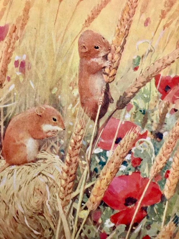 Two harvest mice in a field of ripened wheat. One has climbed the stalk to the ear and has started to nibble. The other looks on. Colour is provided by splashes of red from poppies in the field. 