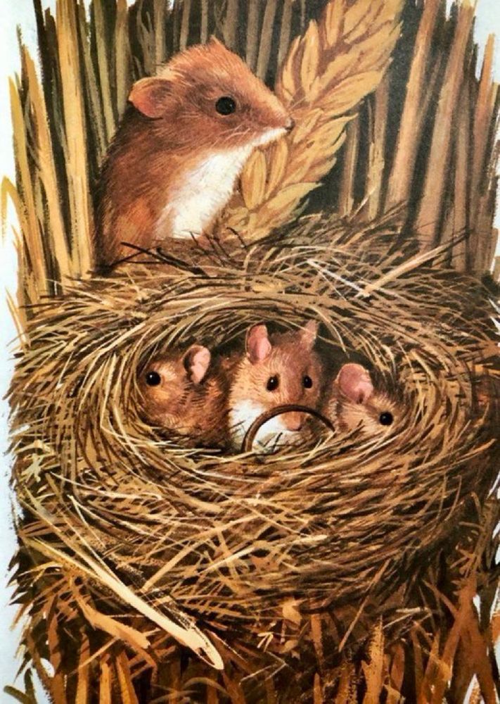 Among ripe wheat is a nest. From the nest three small harvest mice are peeping out. Another mouse, presumably a parent, is keeping a watchful eye out