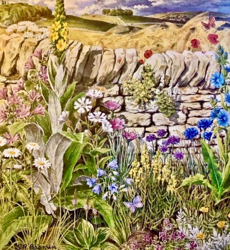 This illustration was for a calendar sponsored by the brewery Whitbread.
The focus of the calendar is on hedgerows but here the plants are clustered around a stone wall