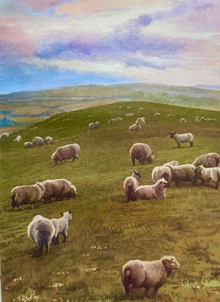 Sheep are grazing on the open fields of uplands at sunset. The sunset is the star of the show with pinks and purples that look much more luminous in the book than my photo 