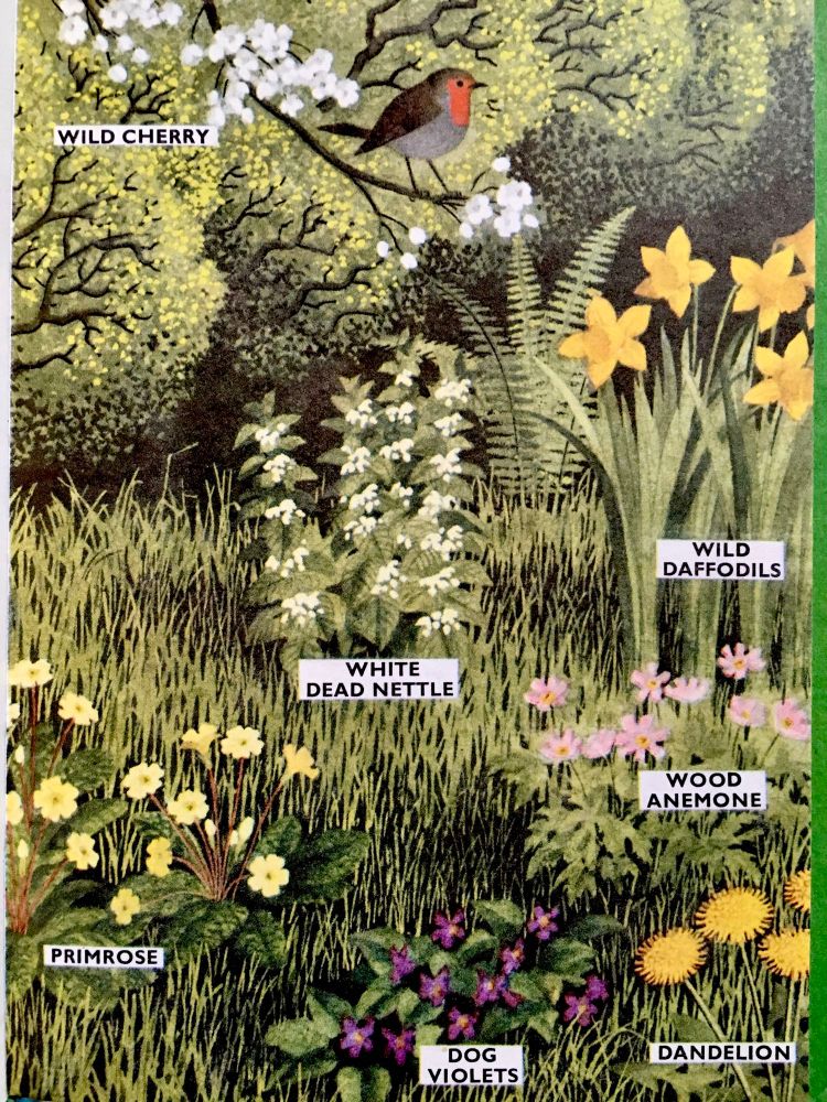Close-up of a hedgerow as an identification guide, labelling some of the most common species such as primrose and white nettle