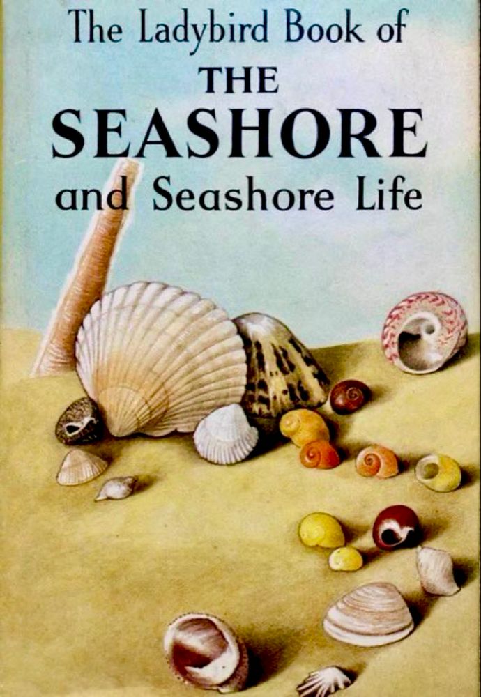 Cover a picture of the book and title. A selection of different seashells are pictured against yellow sand, contrasting with a pale blue sky.