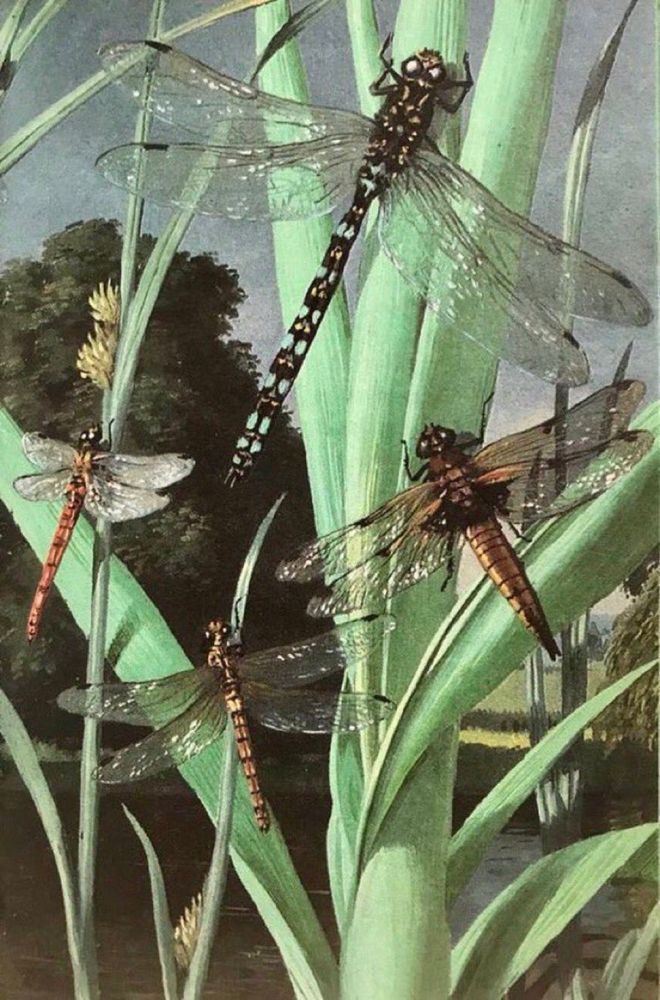 A detailed close-up of a group of dragonflies on a water plant at the edge of a pond. To capture the fine detail, the artist has used oils rather than gouache - the usual medium of the ladybird artists.