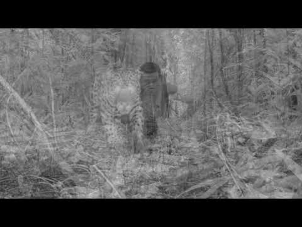 Who's watching who, #JhonysJaguar? 🐆