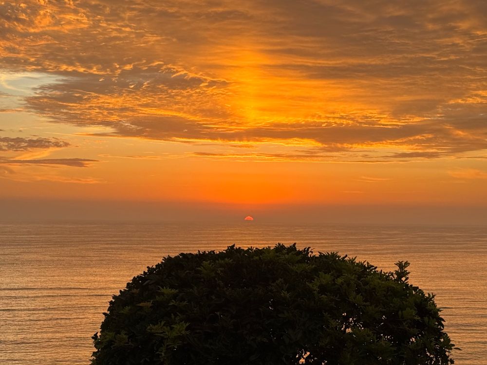 An orange sun sinks below the horizon of the Pacific Ocean, and is reflected brightly in the clouds above. A small bush seems large in the foreground.
